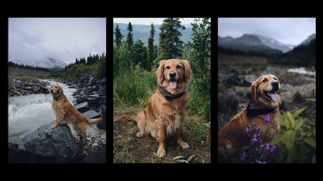 Video Reference: Dog, Sky, Plant, Water, Dog breed, Carnivore, Tree, Mountain, Fawn, Natural landscape