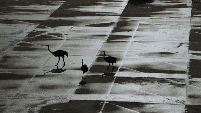 Video Reference: Bird, Daytime, Photograph, Plant, White, Road surface, Black, Infrastructure, Beak, Asphalt