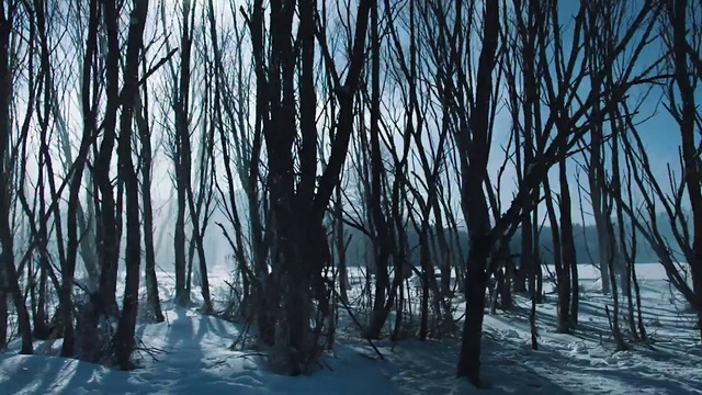 Video Reference: Atmosphere, Plant, Water, Nature, Natural landscape, Twig, Snow, Wood, Tree, Trunk