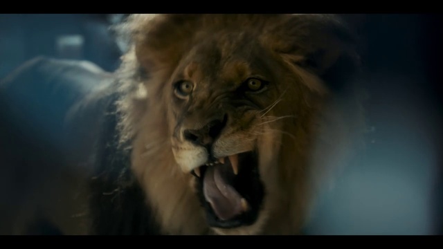Video Reference: Lion, Carnivore, Felidae, Organism, Whiskers, Big cats, Fawn, Terrestrial animal, Adaptation, Masai lion