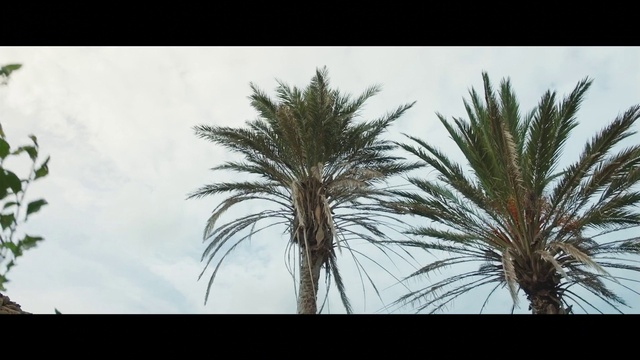 Video Reference: Plant, Sky, Tree, Terrestrial plant, Arecales, Trunk, Tints and shades, Palm tree, Flowering plant, Twig