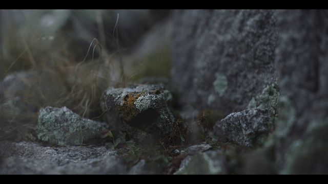 Video Reference: Water, Wood, Natural landscape, Bedrock, Liquid, Terrestrial plant, Formation, Grass, Twig, Landscape