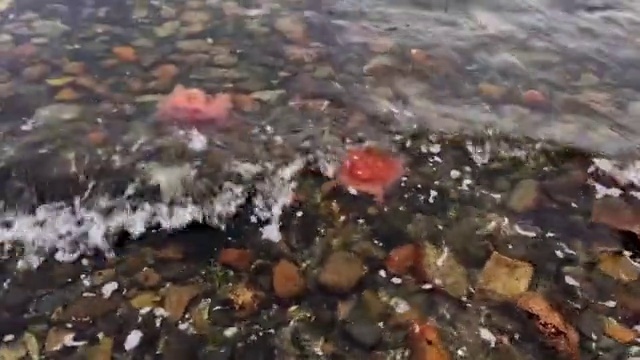 Video Reference: Water, Liquid, Fluid, Pollution, Natural landscape, Soil, Marine biology, Stream bed, Drizzle, Rock