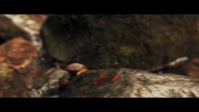 Video Reference: Wood, Terrestrial plant, Grass, Font, Landscape, Tints and shades, Forest, Bedrock, Road surface, Soil