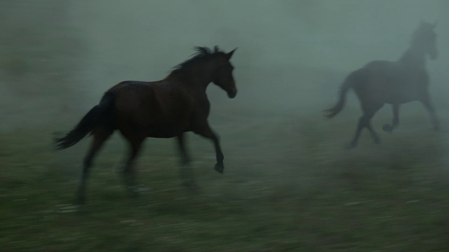 Video Reference: Horse, Working animal, Mane, Terrestrial animal, Sky, Snout, Pack animal, Art, Grassland, Livestock