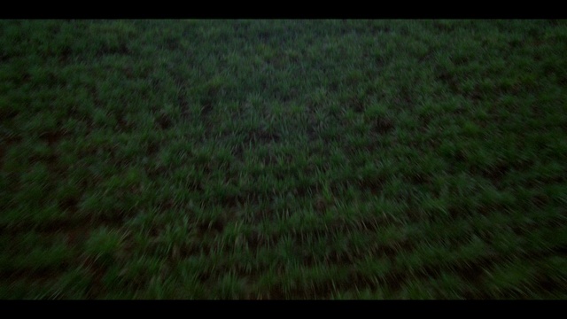 Video Reference: Plant, Rectangle, Flooring, Groundcover, Tints and shades, Wood, Grassland, Grass, Grass family, Font