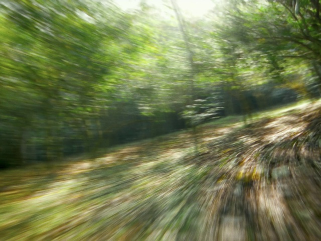 Video Reference: Plant community, Road surface, Wood, Natural landscape, Terrestrial plant, Trunk, Watercourse, Asphalt, Thoroughfare, Landscape