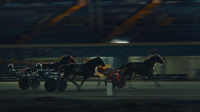 Video Reference: Horse, Tire, Wheel, Working animal, Vehicle, Mode of transport, Horse tack, Horse supplies, Bridle, Asphalt