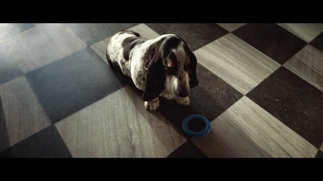 Video Reference: Dog, Dog breed, Carnivore, Wood, Comfort, Flooring, Grey, Floor, Companion dog, Fawn