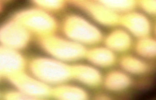 Video Reference: Wood, Tints and shades, Pattern, Circle, Close-up, Metal, Symmetry, Macro photography, Terrestrial plant, Steel