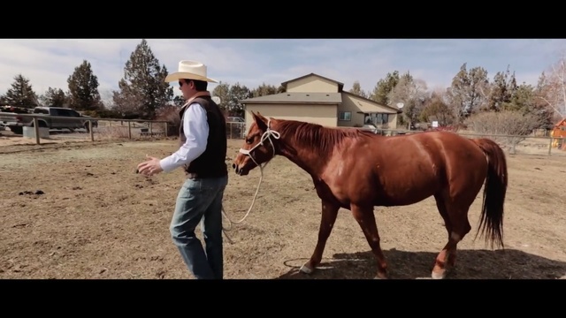 Video Reference: horse, halter, bridle, rein, mare, stallion, horse like mammal, horse supplies, western riding, mustang horse, Person
