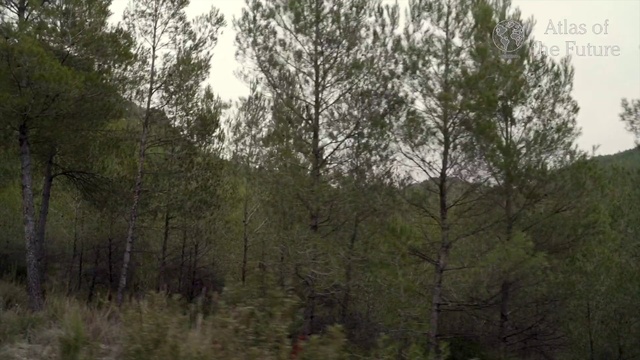 Video Reference: Tree, Nature, Vegetation, Natural environment, Forest, Nature reserve, Atmospheric phenomenon, Woody plant, Biome, Natural landscape