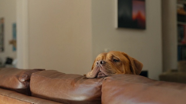 Video Reference: Dog, Mammal, Vertebrate, Canidae, Dog breed, Dogue de bordeaux, Carnivore, Companion dog, Sporting Group, Room