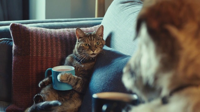 Video Reference: Cat, Mammal, Small to medium-sized cats, Felidae, Whiskers, European shorthair, Tabby cat, Carnivore, Fur, Kitten