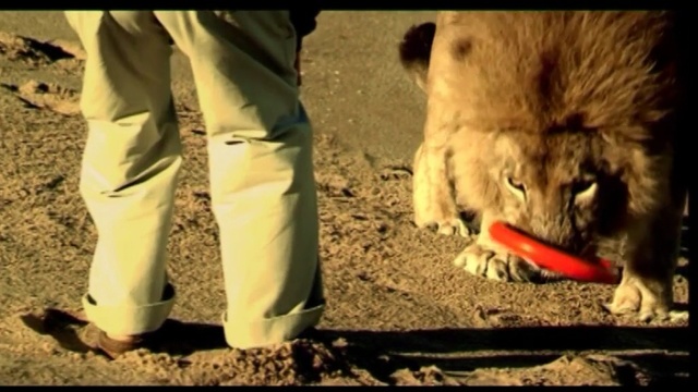 Video Reference: Dog, Canidae, Dog breed, Adaptation, Footwear, Carnivore, Wildlife, Sporting Group, Photography, Fur, Person