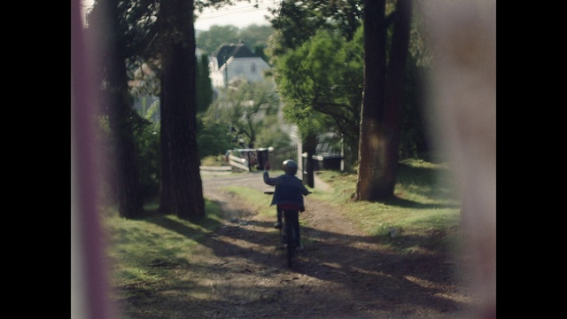 Video Reference: Photograph, Nature, Tree, Sunlight, Snapshot, Woodland, Forest, Woody plant, Photography, Grass