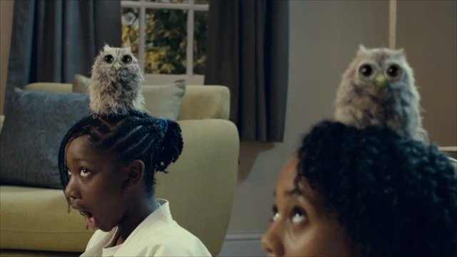 Video Reference: Owl, Bird of prey, Bird, Adaptation, Person