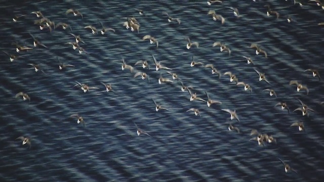 Video Reference: Flock, Seabird, Pattern, Sky, Bird, Bird migration, Animal migration