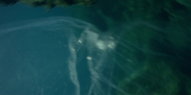 Video Reference: Water, Marine biology, Underwater, Aqua, Turquoise, Organism, Sea, Marine mammal, Ocean, Fish