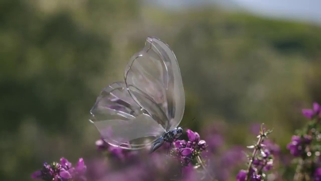 Video Reference: Butterfly, Insect, Pollinator, Flower, Moths and butterflies, Plant, Macro photography, Close-up, Cabbage butterfly, Spring