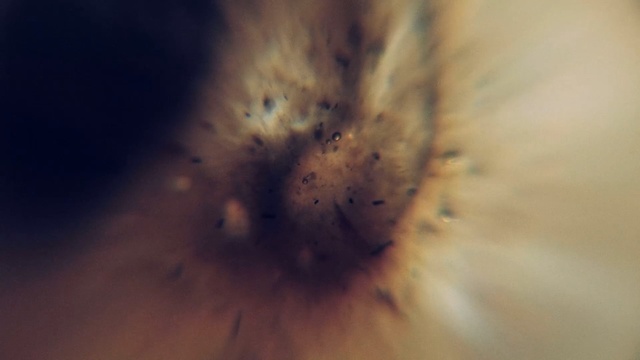 Video Reference: close up, macro photography, sky, atmosphere, snout, computer wallpaper, meteorological phenomenon