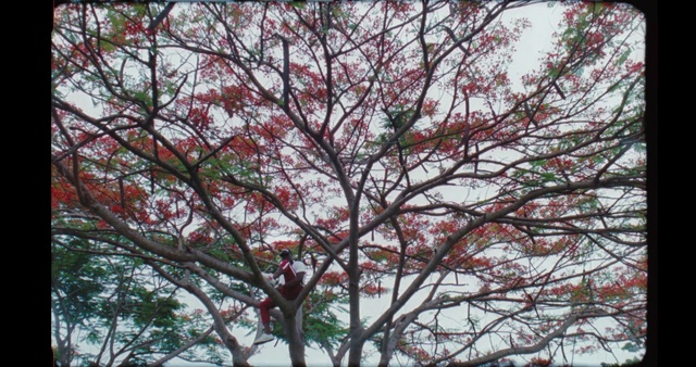 Video Reference: Tree, Plant, Branch, Woody plant, Spring, Flower, Leaf, Twig, Flowering plant, Maple