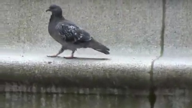 Video Reference: bird, pigeons and doves, fauna, beak, stock dove, seabird