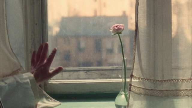 Video Reference: Pink, Window, Still life photography, Flower, Plant, Still life, Curtain, Sunlight, Glass, Plant stem