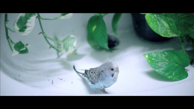 Video Reference: green, leaf, water, fauna, close up, organism, still life photography, beak, bird, parakeet