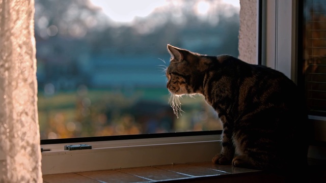 Video Reference: Cat, Whiskers, Felidae, Small to medium-sized cats, Tabby cat, Sky, Ocicat, Domestic short-haired cat, Window, Carnivore
