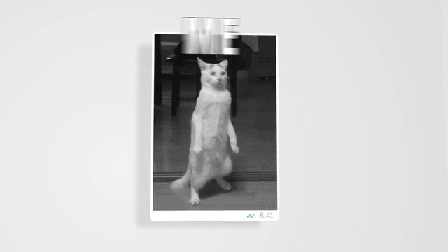 Video Reference: White, Photograph, Joint, Cat, Snapshot, Black-and-white, Leg, Photography, Stock photography, Felidae