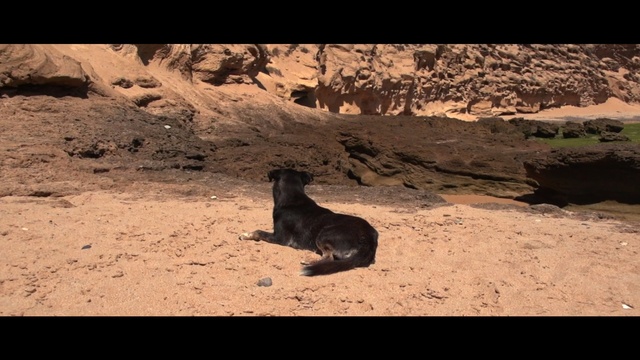 Video Reference: Fur seal, Wildlife, Adaptation, Geology, Rock, Landscape, Soil, Carnivore, Outdoor, Animal, Mountain, Laying, Black, Rocky, Desert, Beach, Sand, Standing, Sitting, Walking, Sandy, Large, Dirt, Man, Dog, White, Field, Cat, Playing, Ground, Mammal, Zoo