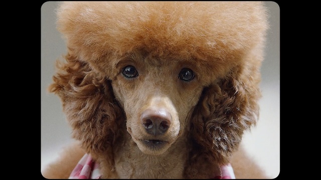 Video Reference: dog, dog like mammal, dog breed, dog breed group, nose, poodle, snout, standard poodle, water dog, miniature poodle, Person