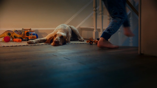 Video Reference: mammal, vertebrate, dog, dog like mammal, floor, flooring, human body, performance art, fun, wood