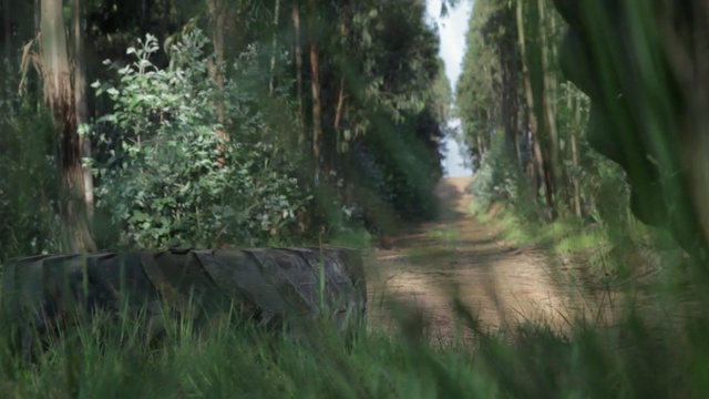 Video Reference: vegetation, nature, ecosystem, nature reserve, forest, woodland, path, old growth forest, jungle, tree