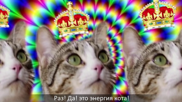 Video Reference: Cat, Small to medium-sized cats, Felidae, Whiskers, Kitten, European shorthair, Carnivore, Snout, Tabby cat, Photo caption