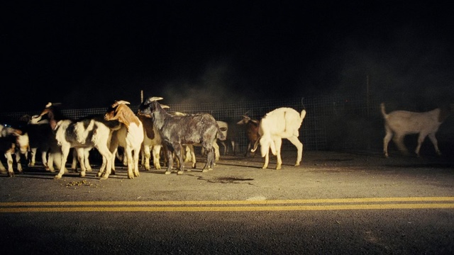 Video Reference: Herd, Goats, Goat, Wildlife, Night, Herding, Cow-goat family, Sky, Goat-antelope, Road