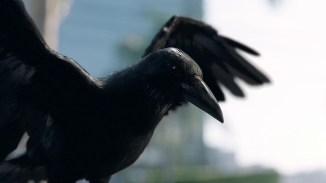Video Reference: Bird, Beak, raven, American crow, Crow, Crow-like bird, Rook, Raven, New caledonian crow, Wing