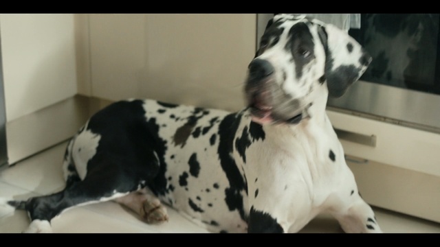 Video Reference: Dog, Mammal, Vertebrate, Dog breed, Canidae, Carnivore, Non-Sporting Group, Great dane, Dalmatian, Snout