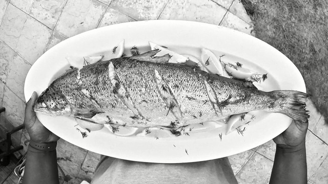Video Reference: black and white, monochrome photography, water, photography, monochrome, fish, fish, still life photography