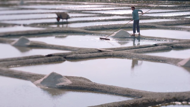 Video Reference: Water, Reflection, Bird, Branch, Water bird, Winter, Tree, Pond, Lacustrine plain, Wood