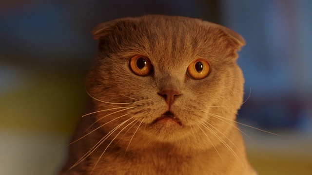 Video Reference: Cat, Mammal, Vertebrate, Whiskers, Small to medium-sized cats, Felidae, British shorthair, Scottish fold, Carnivore, Snout