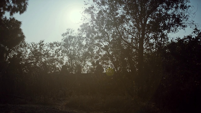 Video Reference: Sky, Tree, Atmospheric phenomenon, Nature, Morning, Sunlight, Natural environment, Light, Natural landscape, Atmosphere