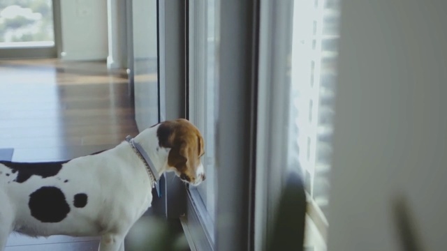 Video Reference: Dog, Canidae, Dog breed, Snout, Pointer, Carnivore, Beagle, Window, Harrier, Sporting Group, Person