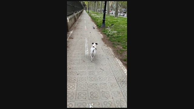Video Reference: Canidae, Dog, Line, Sporting Group, Sidewalk, Carnivore, Dog breed, Street dog, Road, Tail