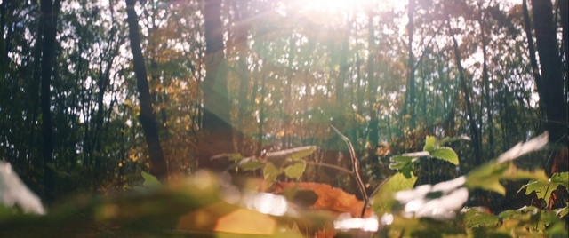 Video Reference: Nature, Sunlight, Natural environment, Forest, Light, Vegetation, Green, Jungle, Tree, Natural landscape