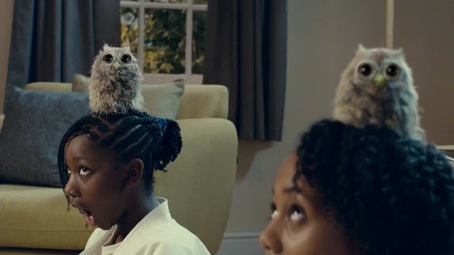 Video Reference: owl, vertebrate, bird of prey, bird, beak, Person