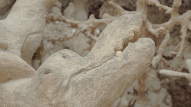 Video Reference: rock, geology, stone carving, jaw, fossil, limestone