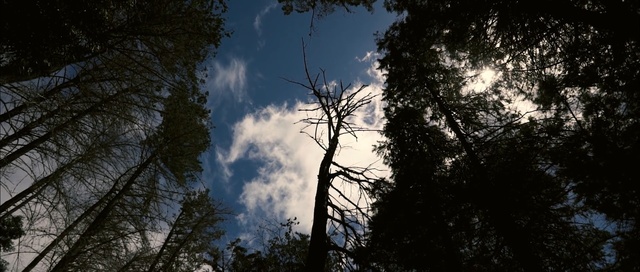 Video Reference: sky, tree, nature, cloud, woody plant, atmosphere, forest, branch, darkness, leaf