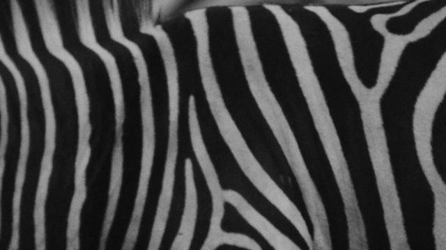 Video Reference: Black, Wildlife, Black-and-white, Pattern, Monochrome, Terrestrial animal, Textile, Monochrome photography, Fur, Linens